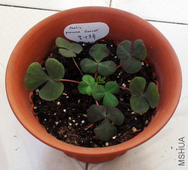 20111203-����oxalis purpurea garnet2_2.jpg
