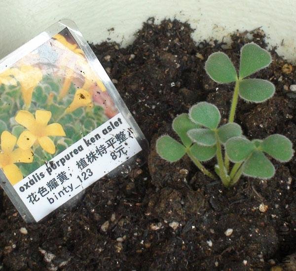 20111203-����oxalis purpurea ken aslet_2.jpg