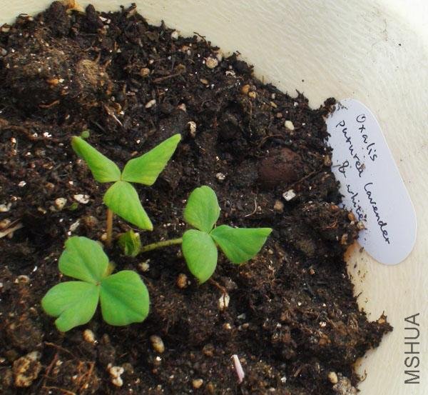 20111203-����oxalis purpurea lavender & white_2.jpg