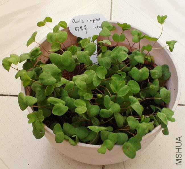 20111203-����oxalis simplex_2.jpg