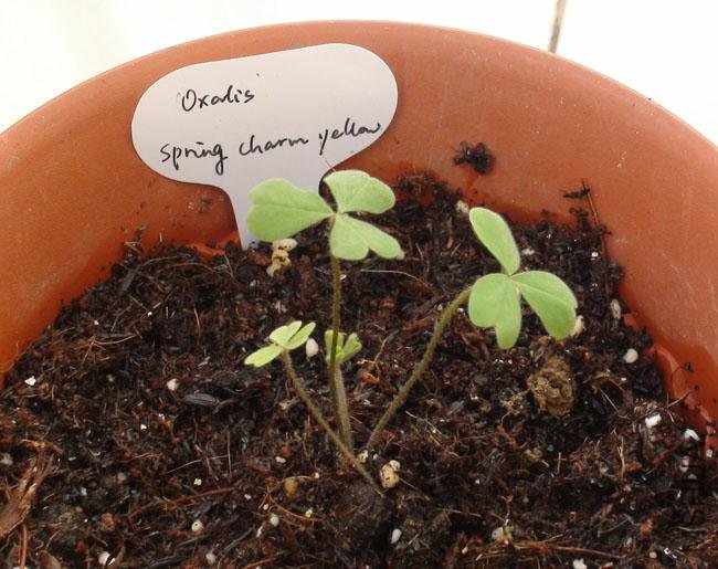 20111203-����oxalis spring charm yellow_2.jpg