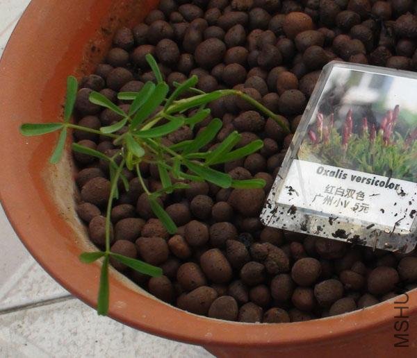 20111203-����oxalis versicolor_2.jpg