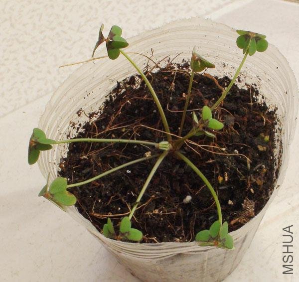20111203-����oxalis ����_2.jpg