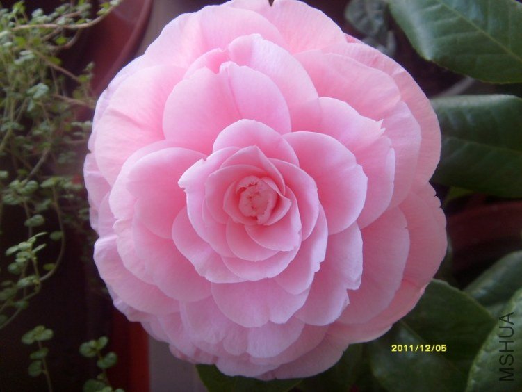 S73R2066-2.jpg
