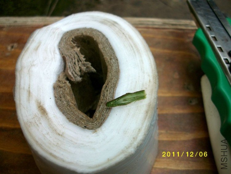 ALIM0759.JPG