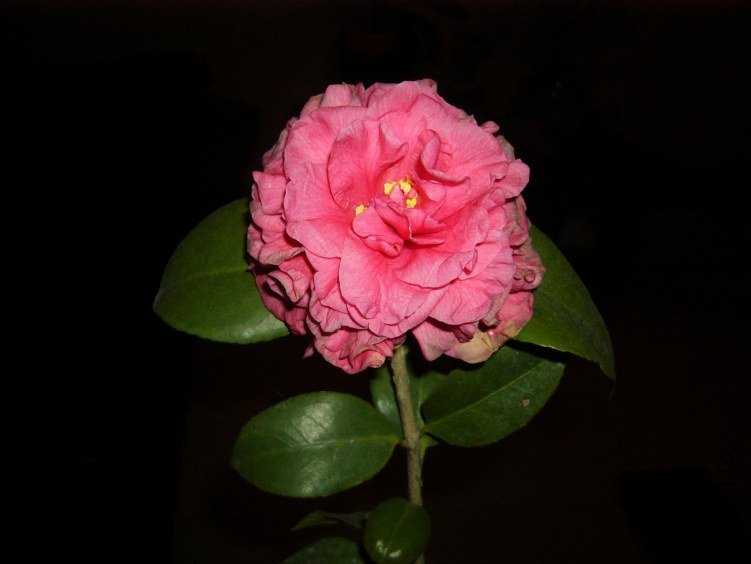 P101011.JPG