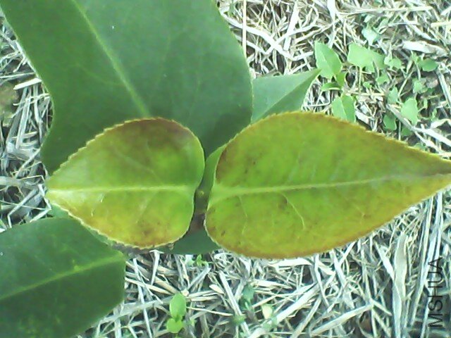 IMG0788A.jpg