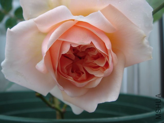 DSC03938.JPG