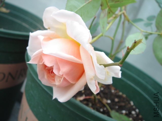 DSC03939.JPG