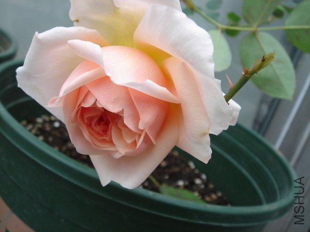 DSC03942.JPG