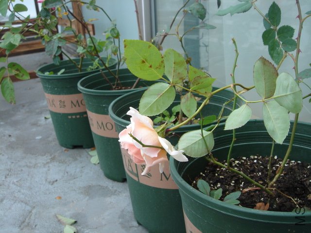 DSC03944.JPG