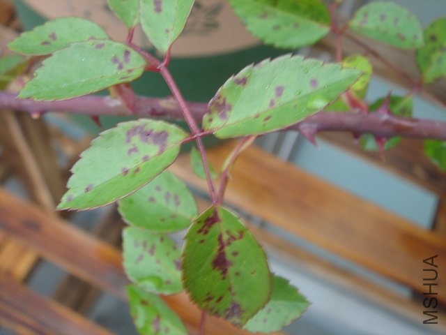 DSC03947.JPG