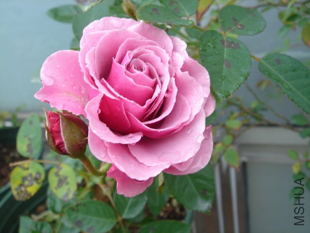 DSC03945.JPG