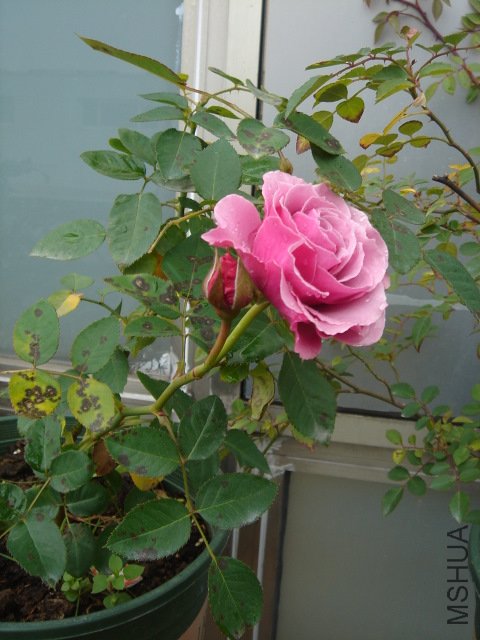 DSC03946.JPG