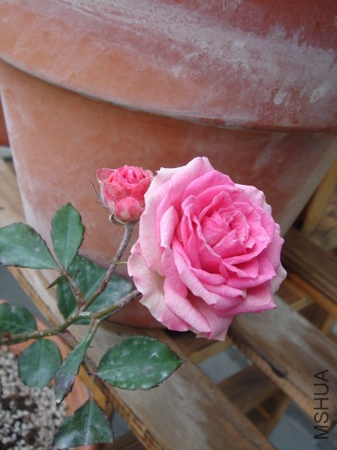 DSC03935.JPG