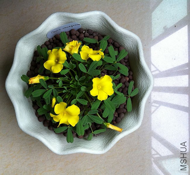 oxalis namaquana-20111208-1.jpg