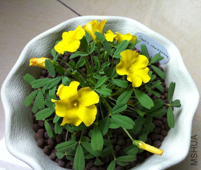 oxalis namaquana-20111208-2.jpg