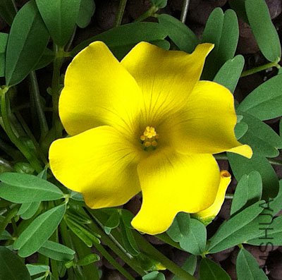 oxalis namaquana-20111208-3.jpg