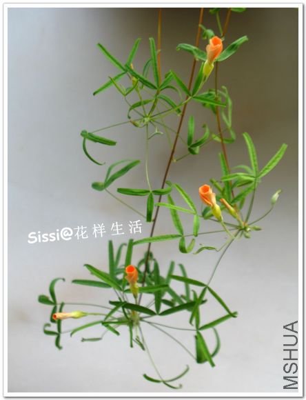 ��ϸ�� 1.jpg