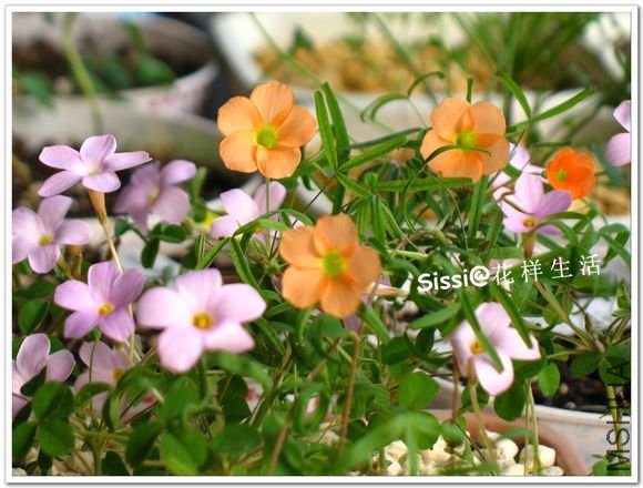 ��ϸ�� 2.jpg