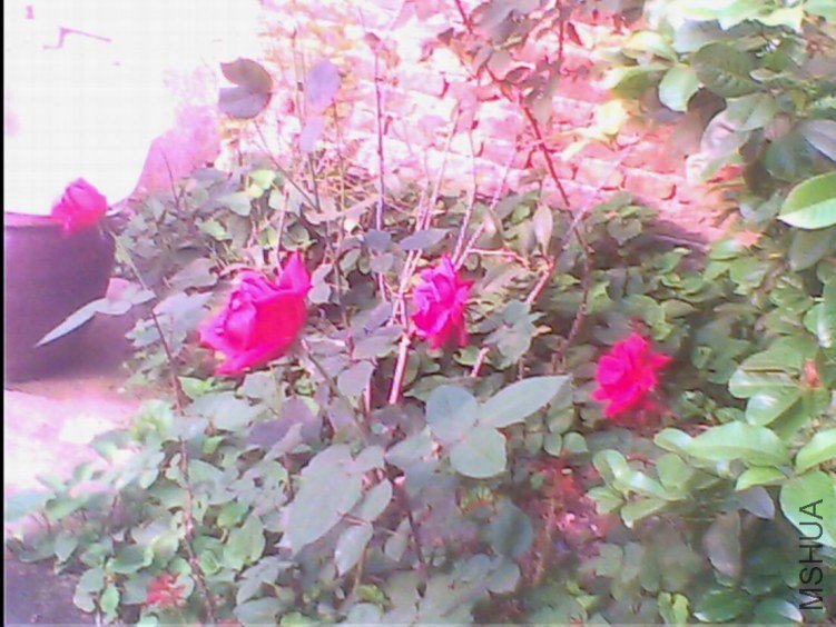 IMG0186A.jpg