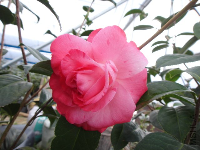 DSC01241.JPG