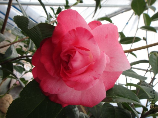 DSC01242.JPG
