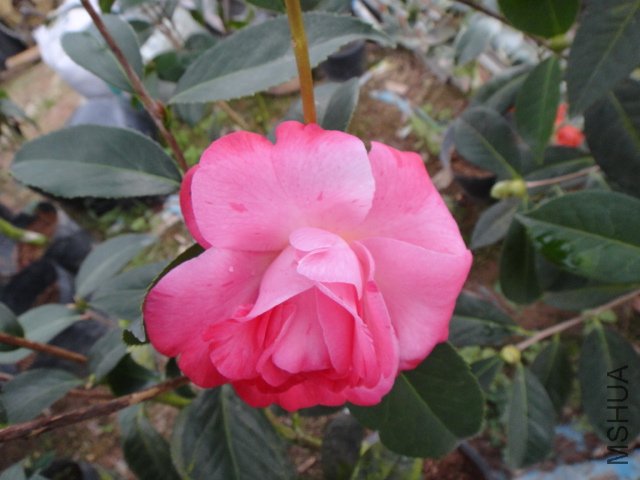 DSC01244.JPG