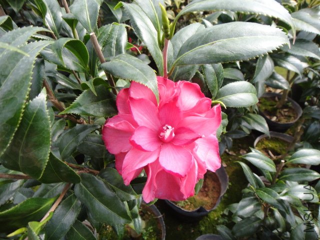 DSC01132.JPG
