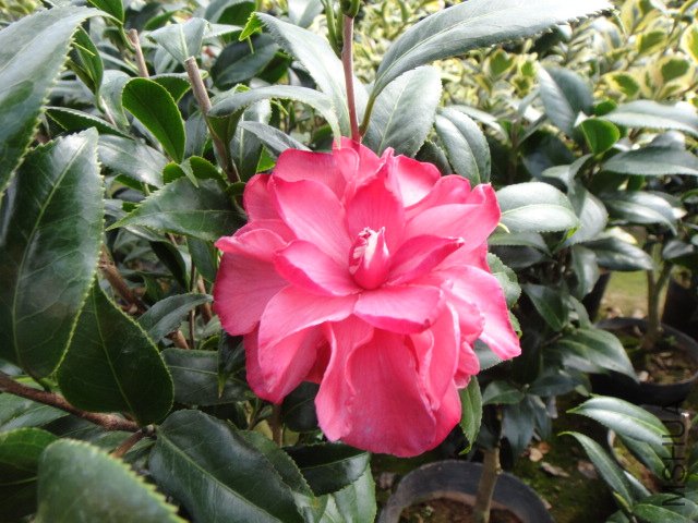 DSC01133.JPG