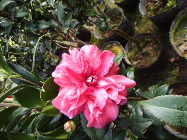 DSC01134.JPG