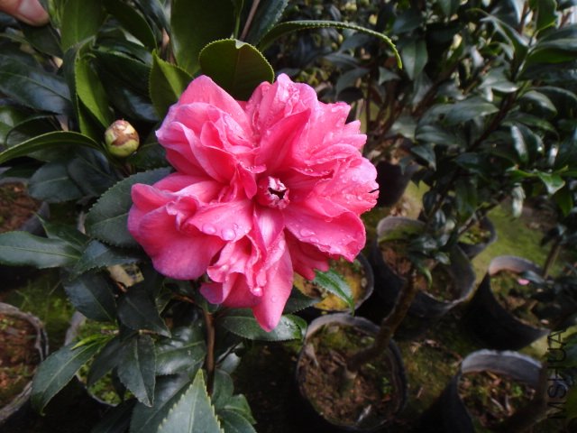 DSC01135.JPG