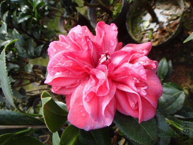 DSC01136.JPG