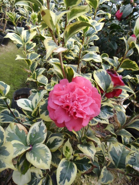 DSC01137.JPG