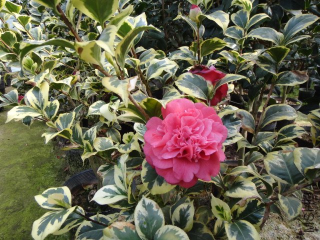 DSC01138.JPG