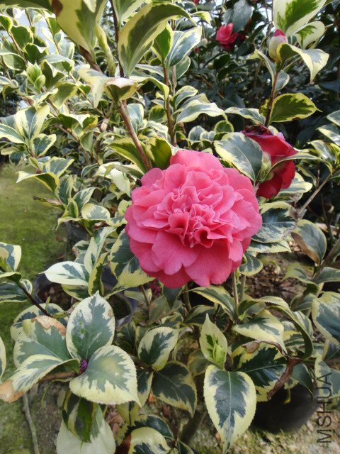 DSC01139.JPG