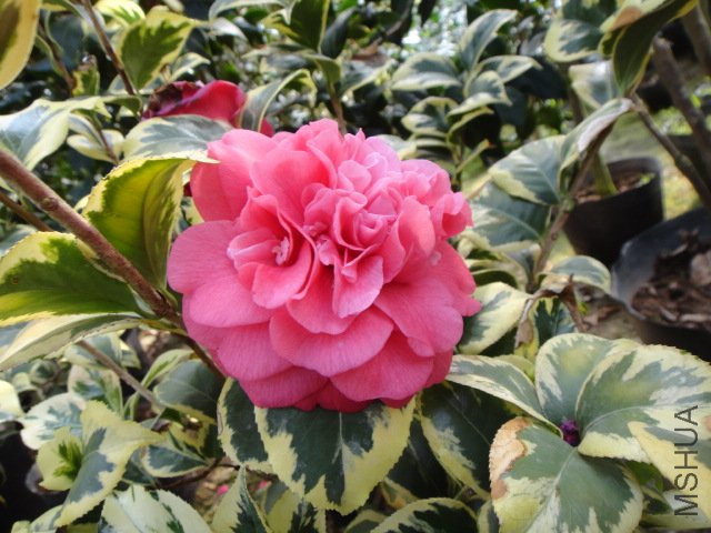 DSC01140.JPG