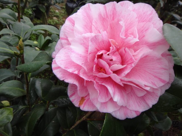 DSC01201.JPG