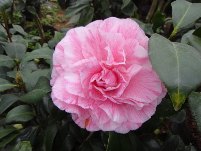 DSC01202.JPG