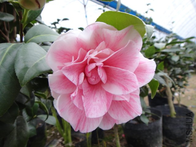 DSC01228.JPG