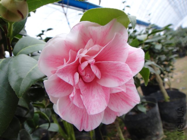 DSC01229.JPG