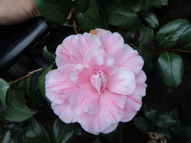 DSC01257.JPG