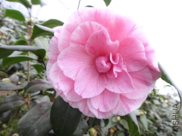 DSC01265.JPG