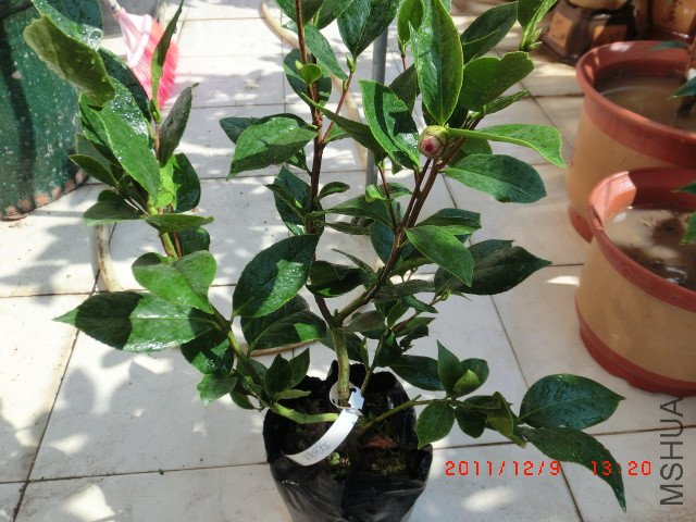 CIMG1434_����.jpg