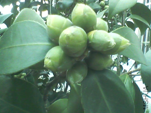 IMG0791A.jpg