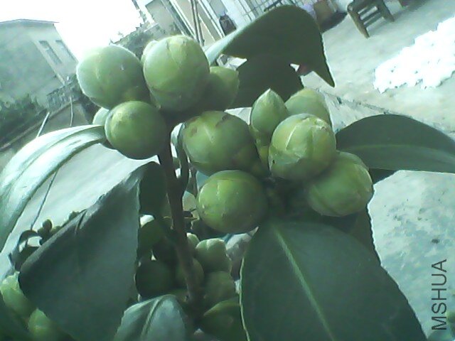 IMG0792A.jpg