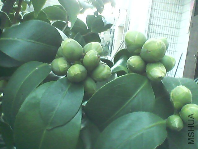 IMG0794A.jpg