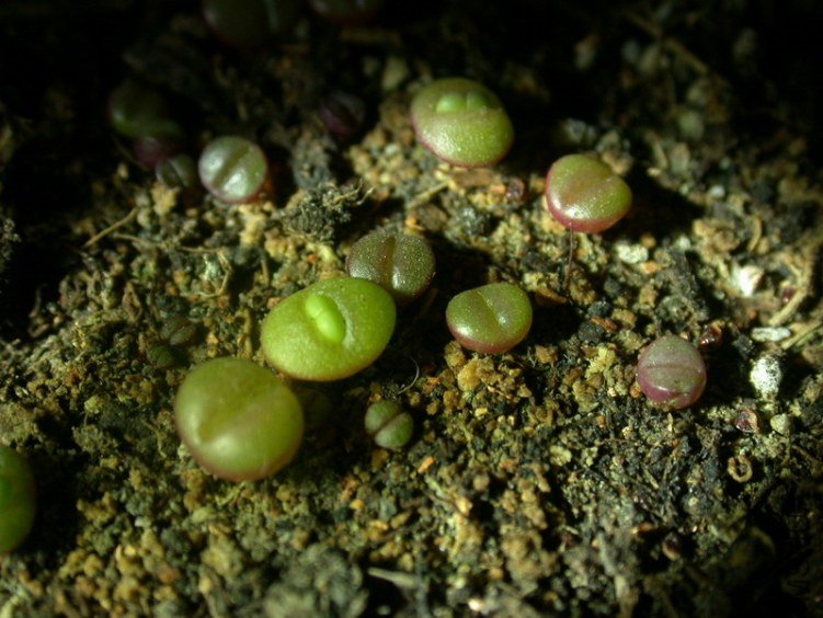 DSCN5468.jpg