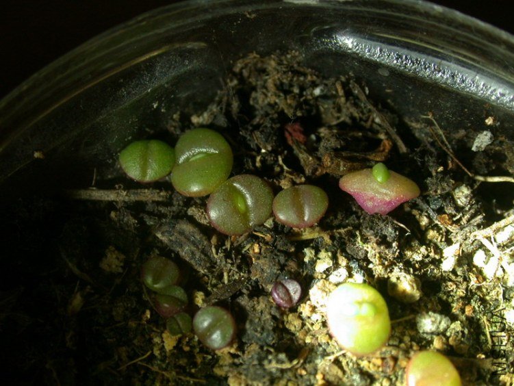 DSCN5470.jpg