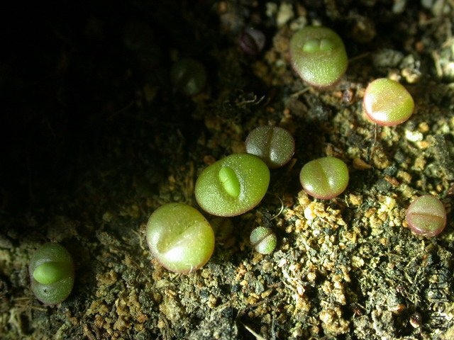 DSCN5471.jpg